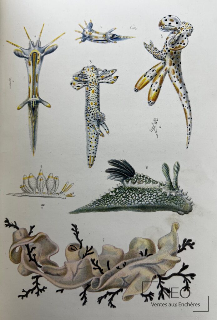 Planche illustrée représentant plusieurs espèces marines numérotées en couleurs.