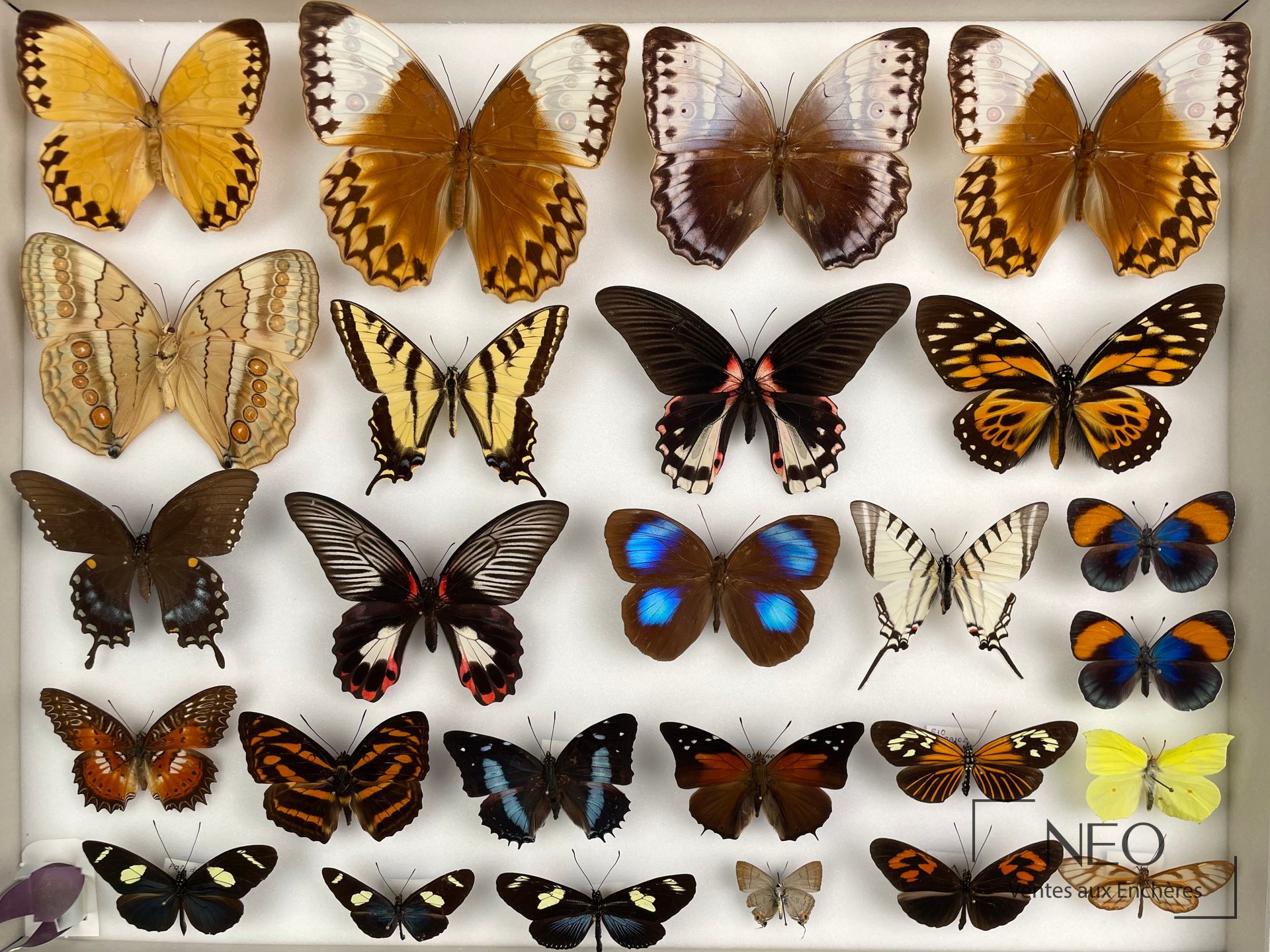 Boîte entomologique présentant plusieurs papillons exotiques aux ailes déployées sur fond clair