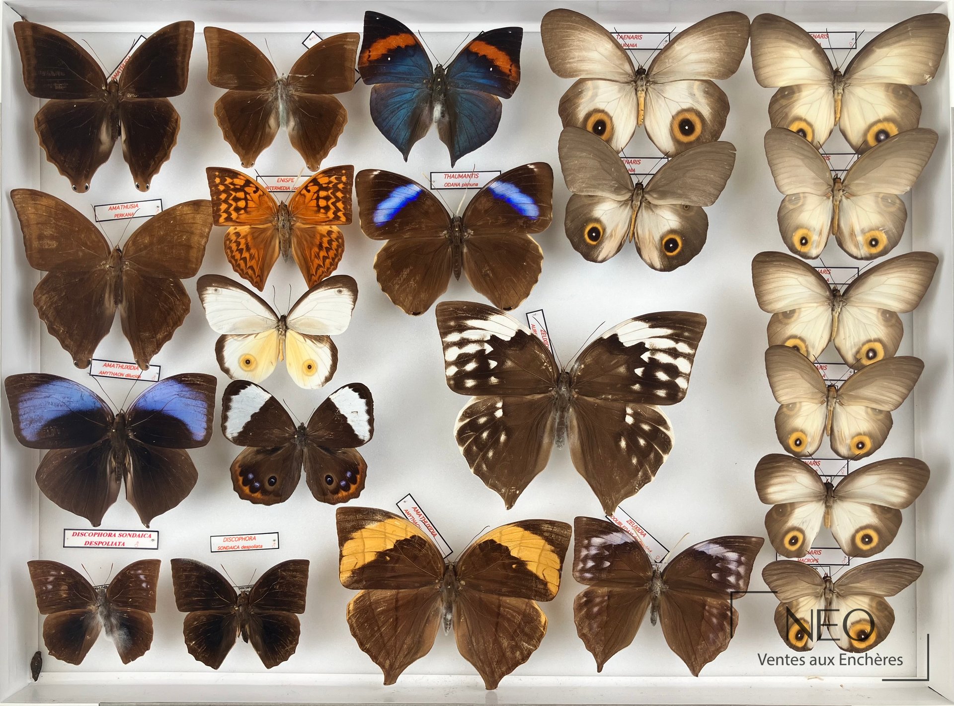 Boîte entomologique présentant plusieurs papillons Amathusidae montés sur fond blanc