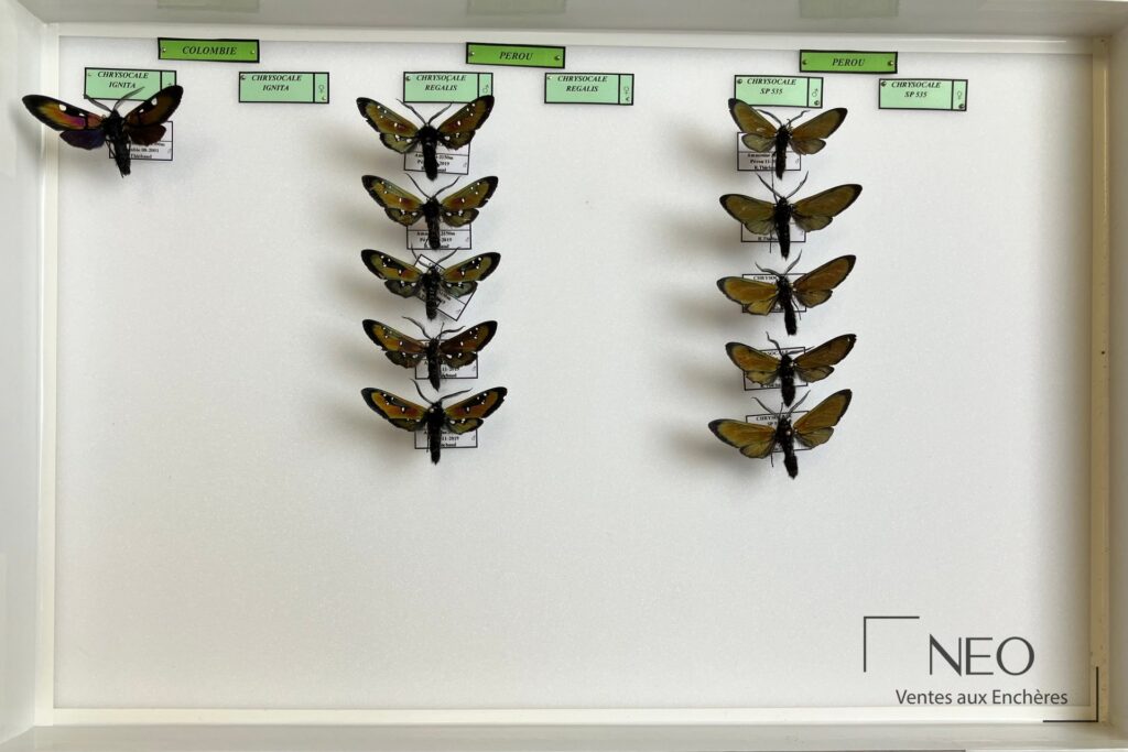 Boîte d’entomologie avec papillons Arctiidae néotropicaux montés sur fond clair