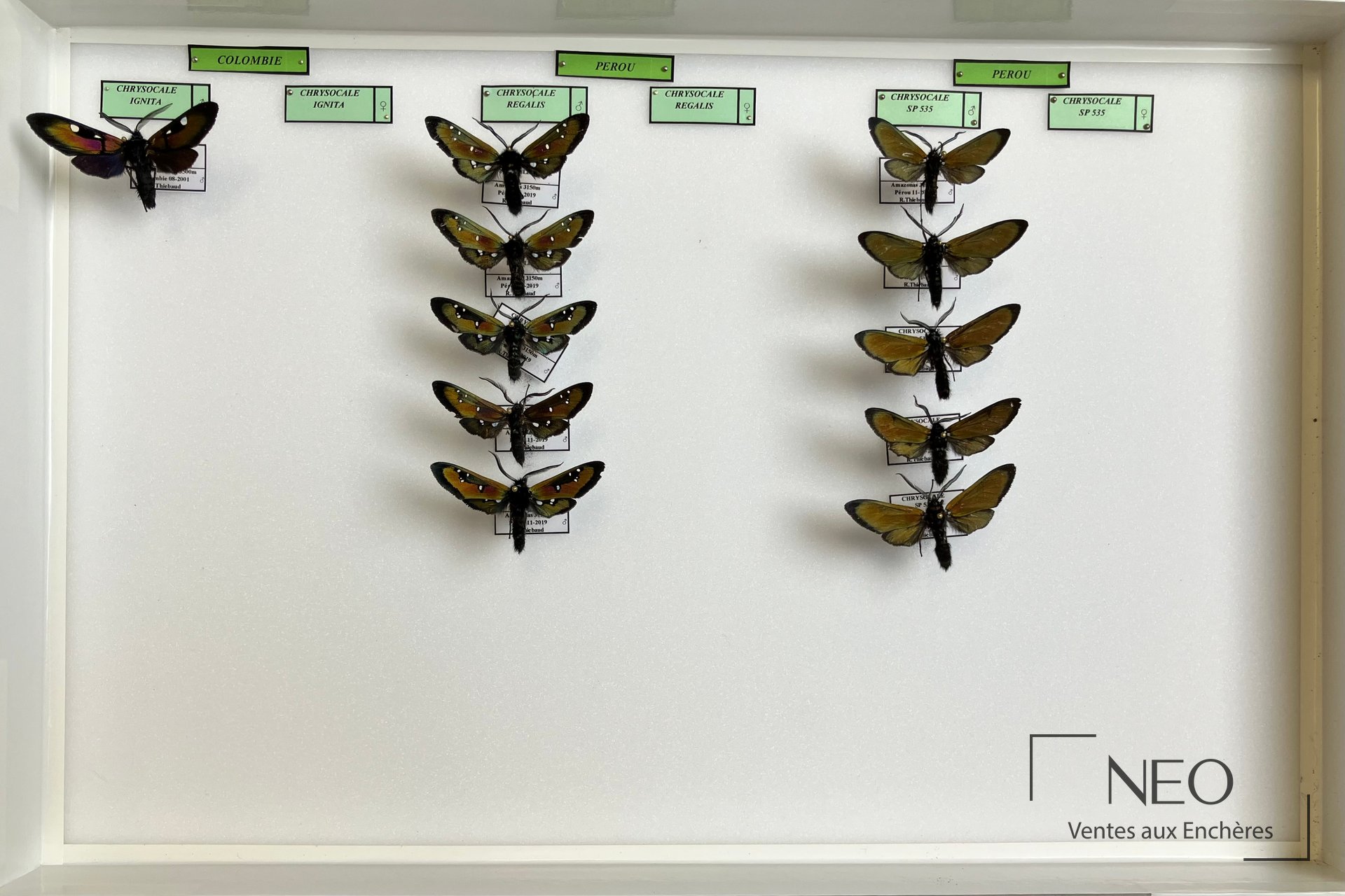 Boîte d’entomologie avec papillons Arctiidae néotropicaux montés sur fond clair