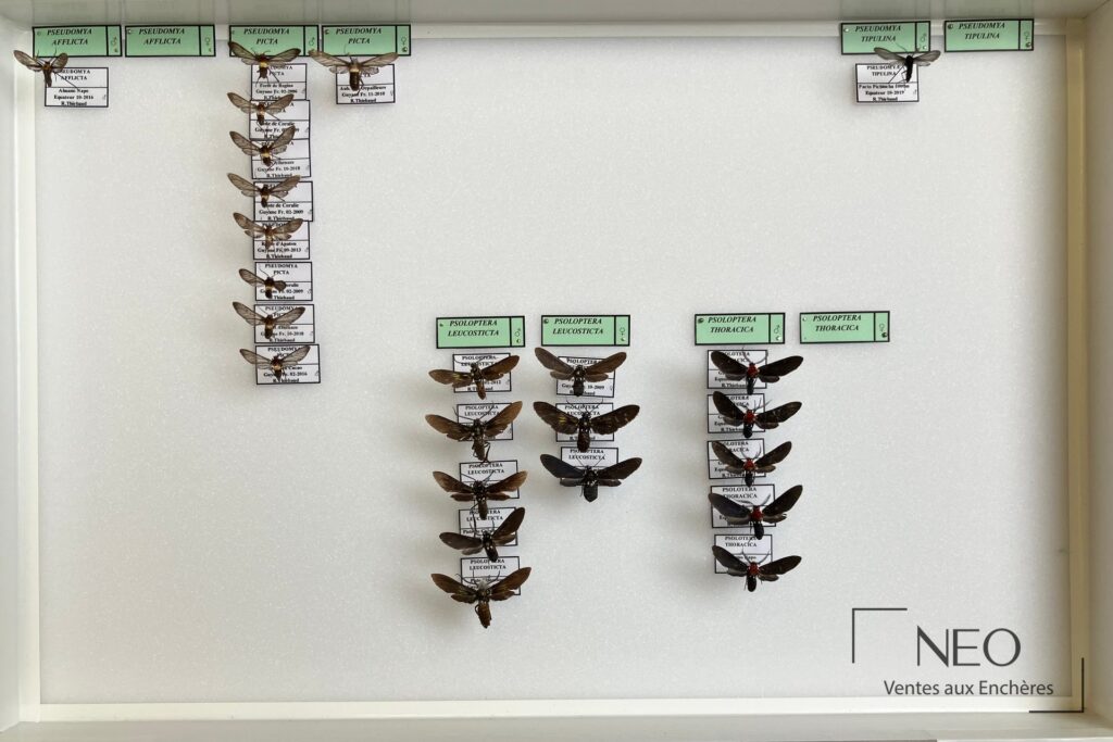 Boîte entomologique ouverte avec plusieurs papillons épinglés et étiquetés