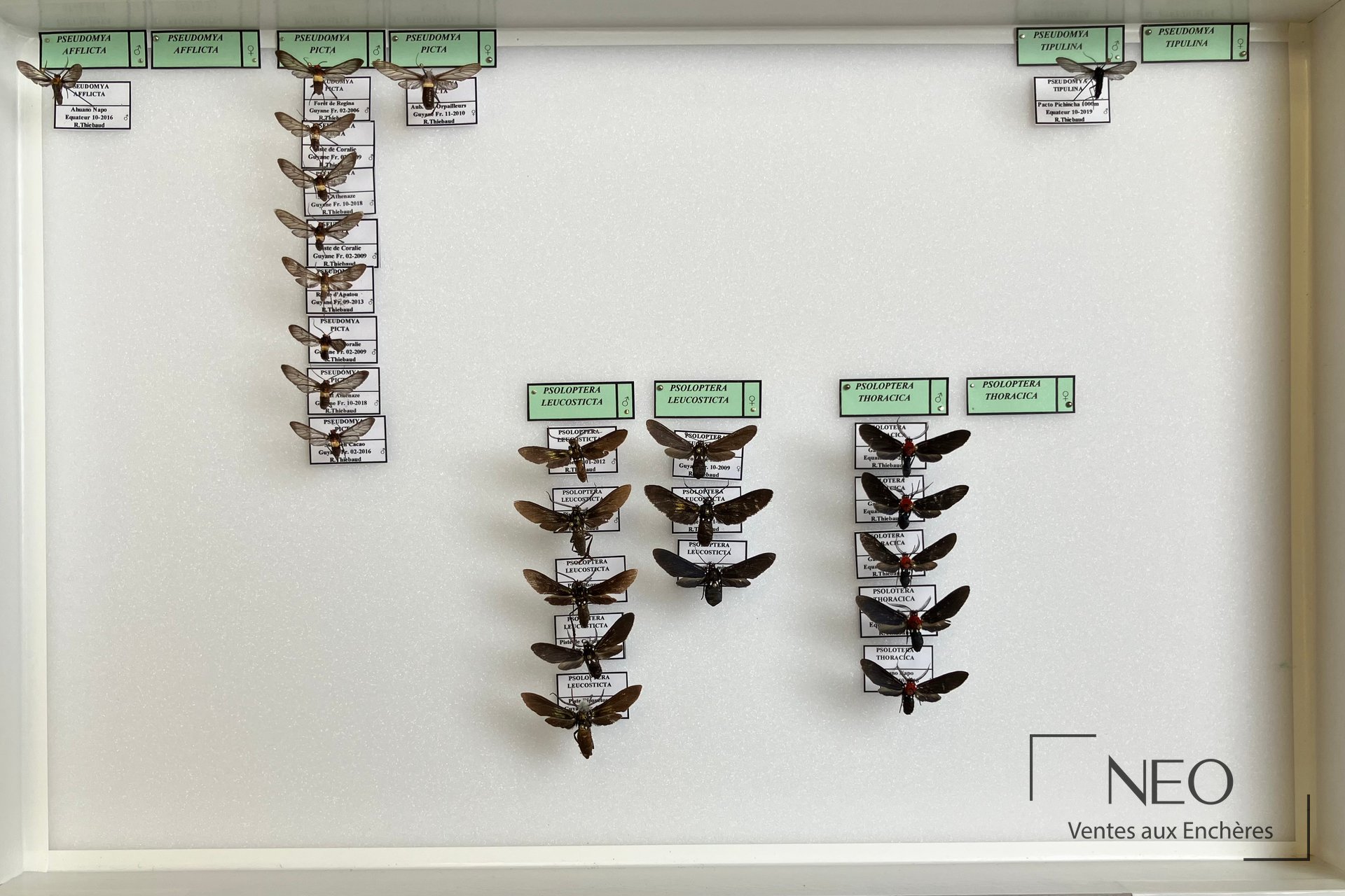 Boîte entomologique ouverte avec plusieurs papillons épinglés et étiquetés