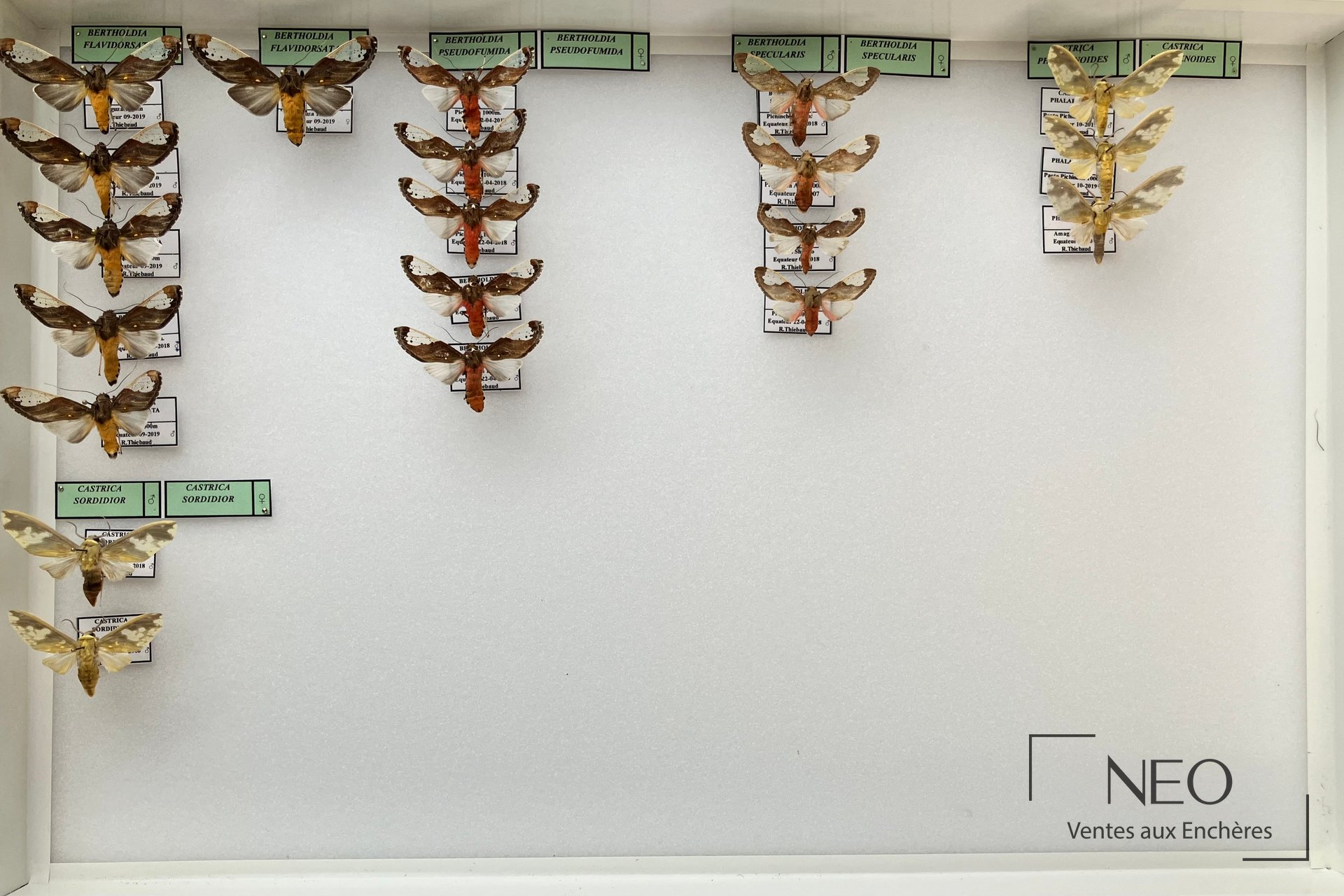 Boîte d'Arctiidae néotropicaux avec spécimens épinglés et étiquettes en partie visibles