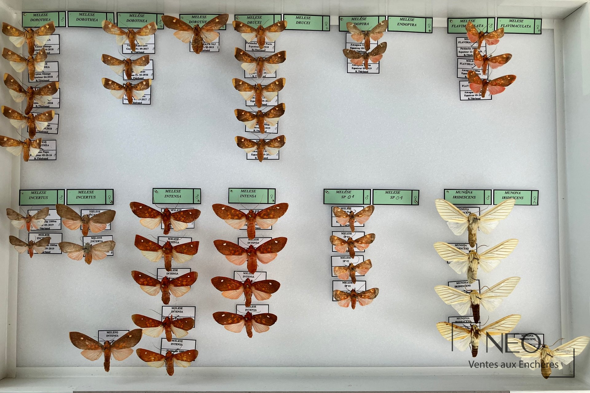 Boîte d’Arctiidae néotropicaux avec plusieurs papillons montés et étiquetés