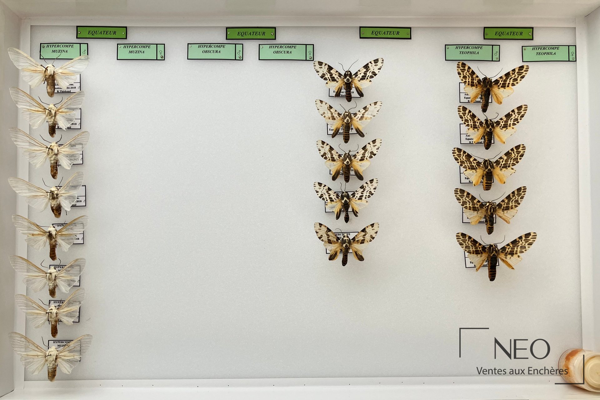 Boîte entomologique présentant plusieurs papillons de nuit épinglés et étiquetés