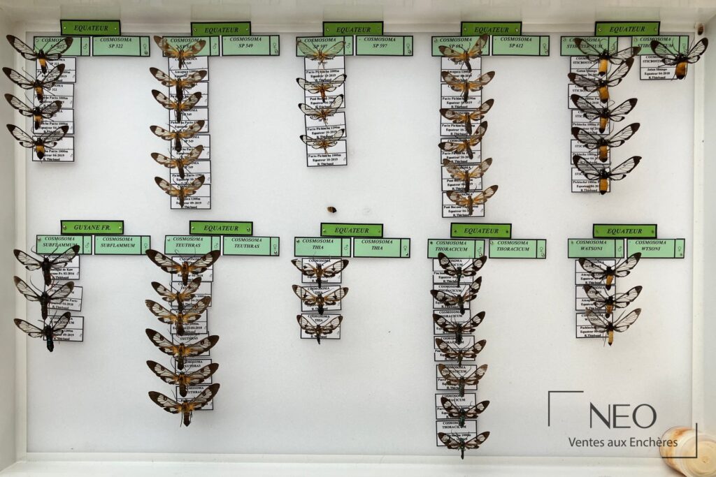 Ensemble de boîtes entomologiques avec spécimens d'Arctiidae néotropicaux étiquetés et épinglés.