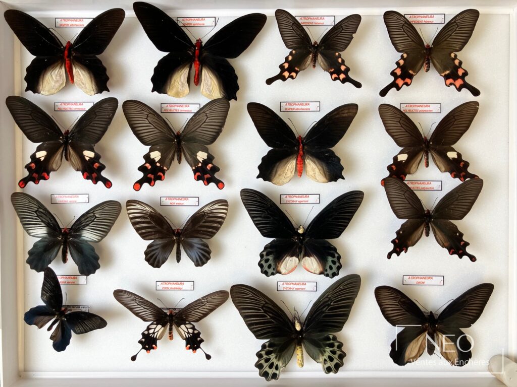 Boîte d'entomologie de papillons Atrophaneura présentés sur fond blanc