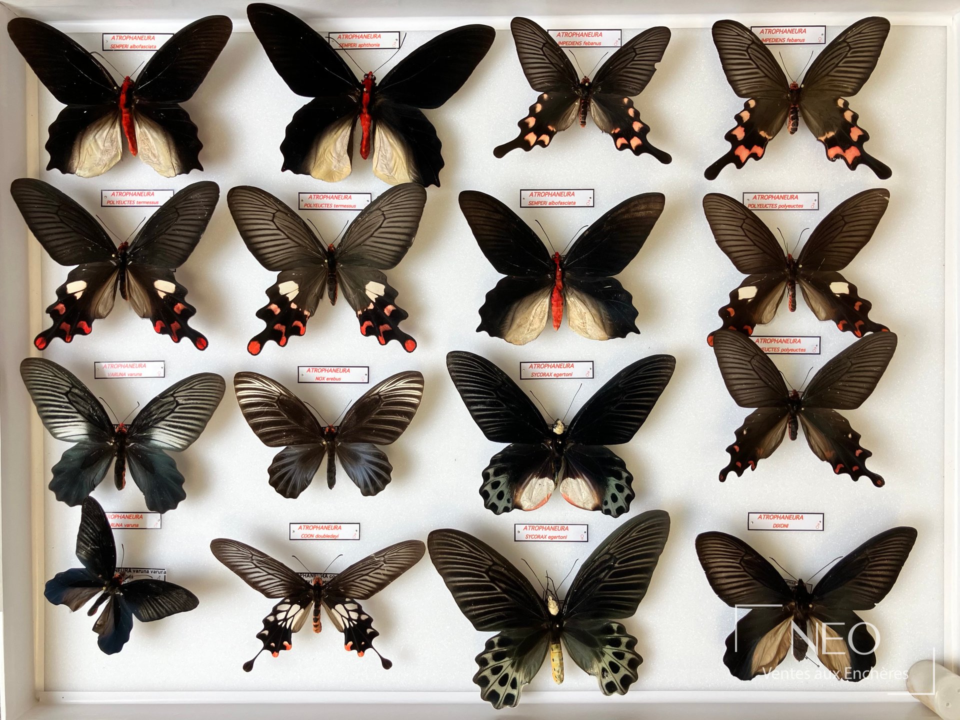 Atrophaneura sycorax egertoni et divers, cinq boîtes d&rsquo;entomologie