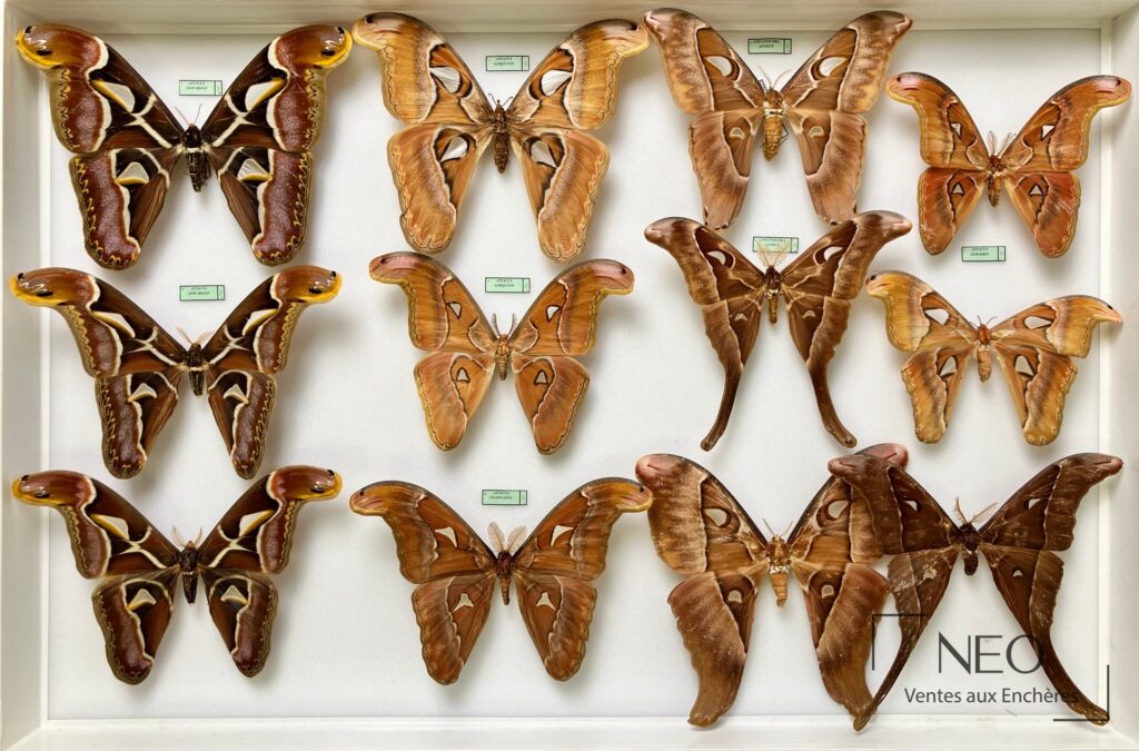 Boîte entomologique présentant plusieurs grands spécimens Attacidae disposés sur fond clair