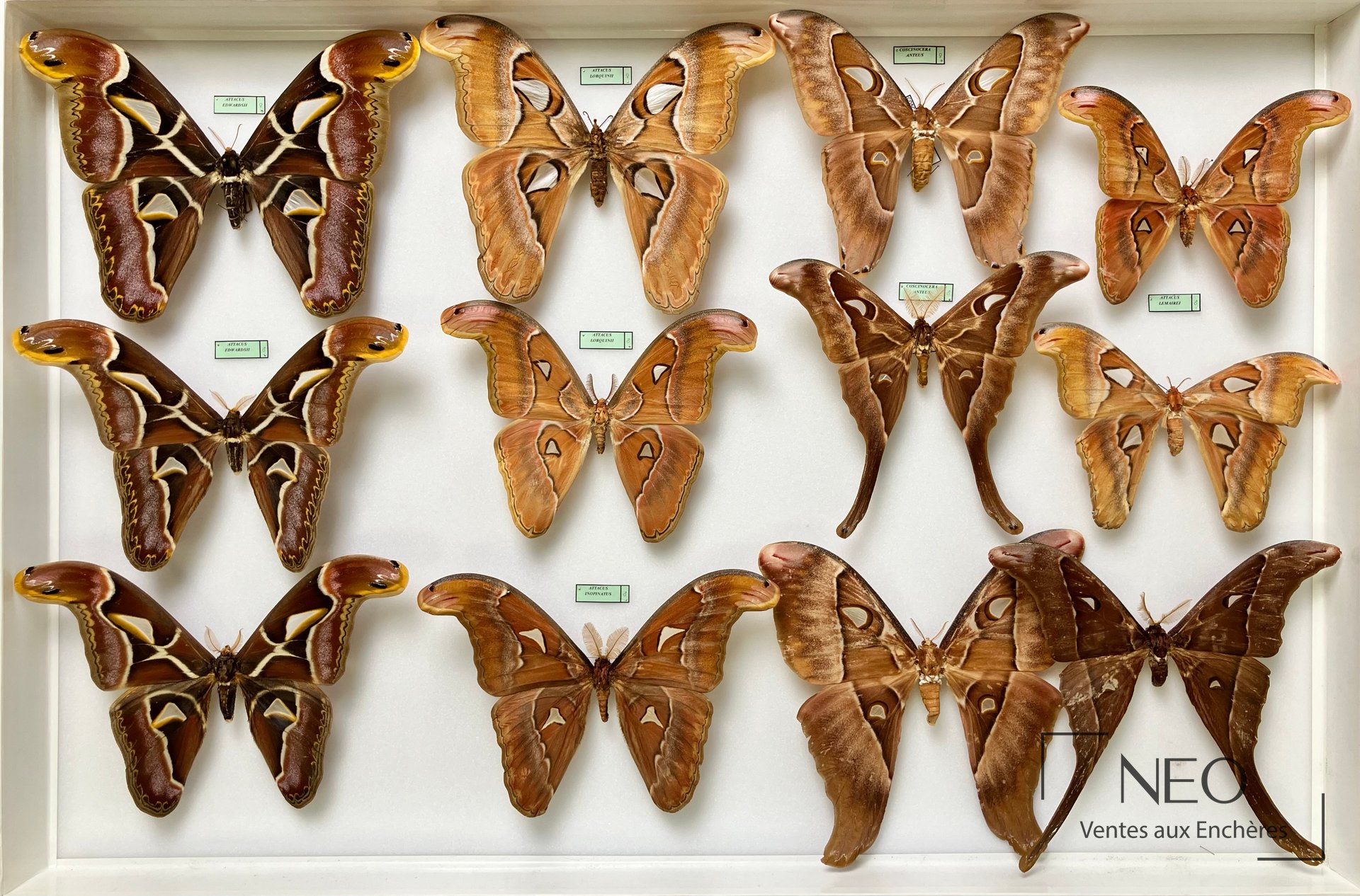 Boîte entomologique présentant plusieurs grands spécimens Attacidae disposés sur fond clair