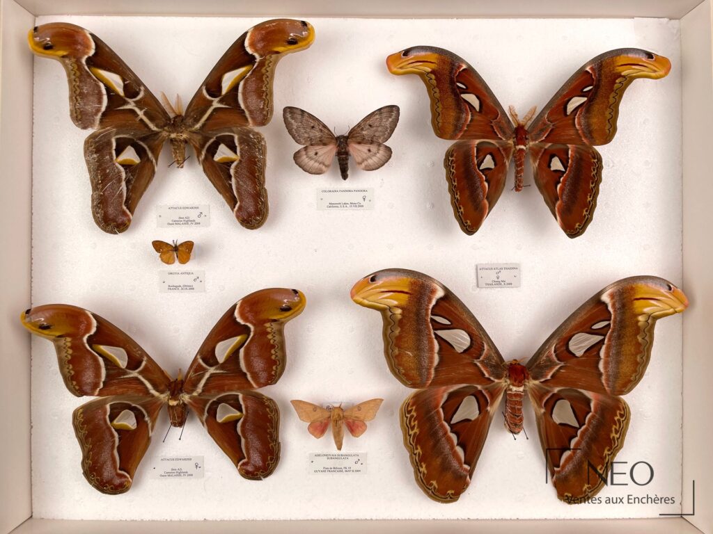 Boîte d’insectes naturalisés présentant de grands papillons aux ailes déployées.