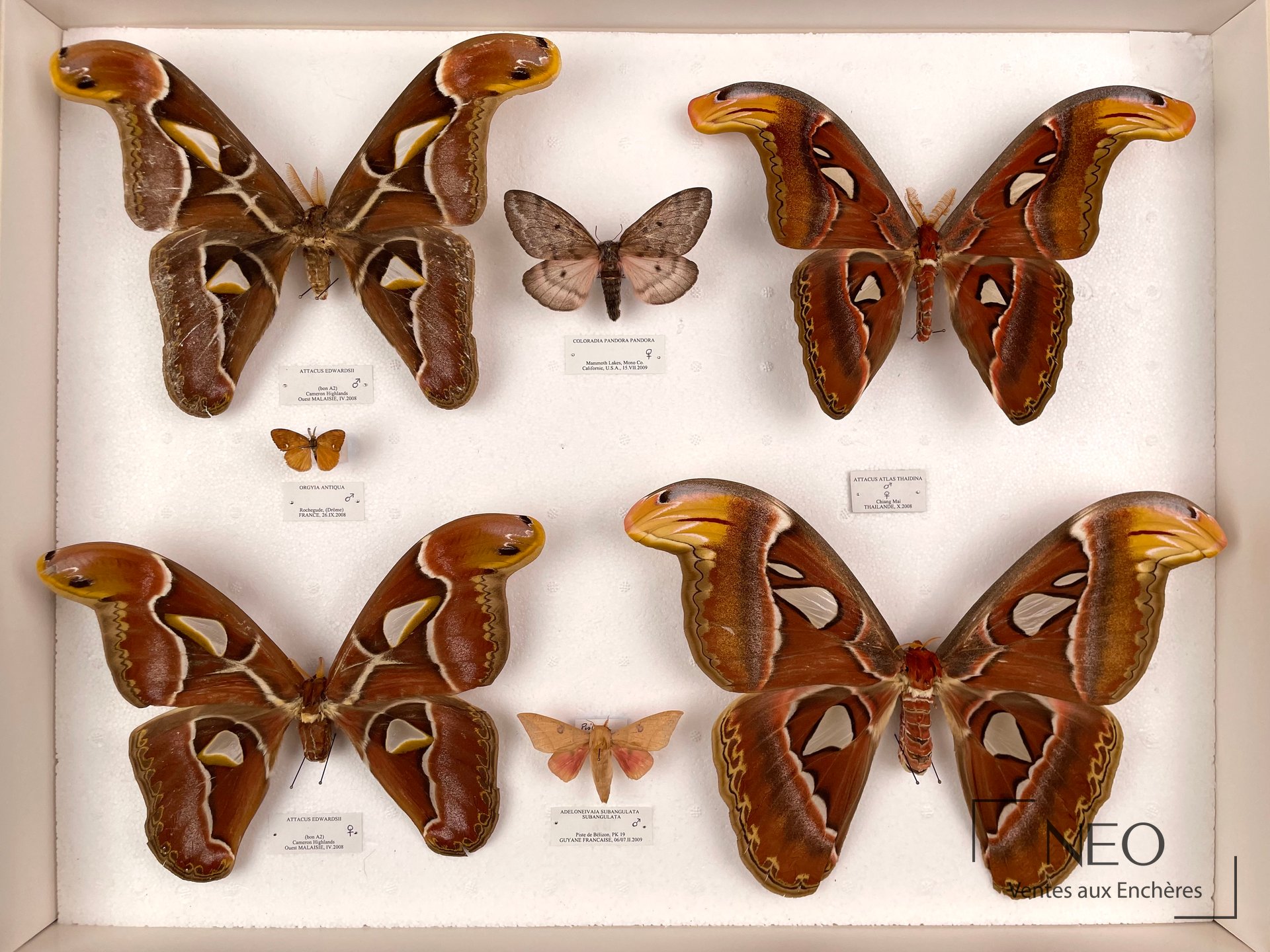 Boîte d’insectes naturalisés présentant de grands papillons aux ailes déployées.