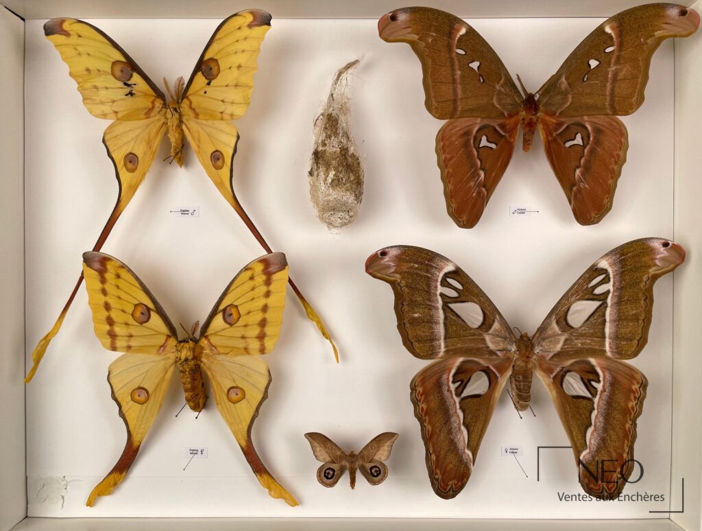 Boîte d’entomologie avec plusieurs papillons naturalisés et étiquettes de classement