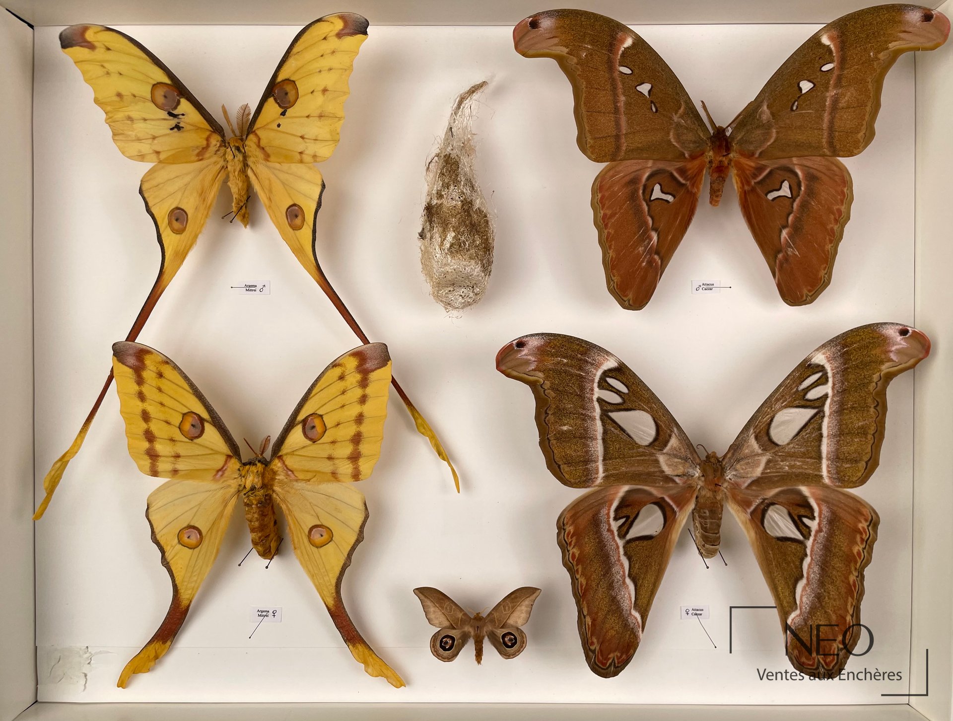 Boîte d’entomologie avec plusieurs papillons naturalisés et étiquettes de classement