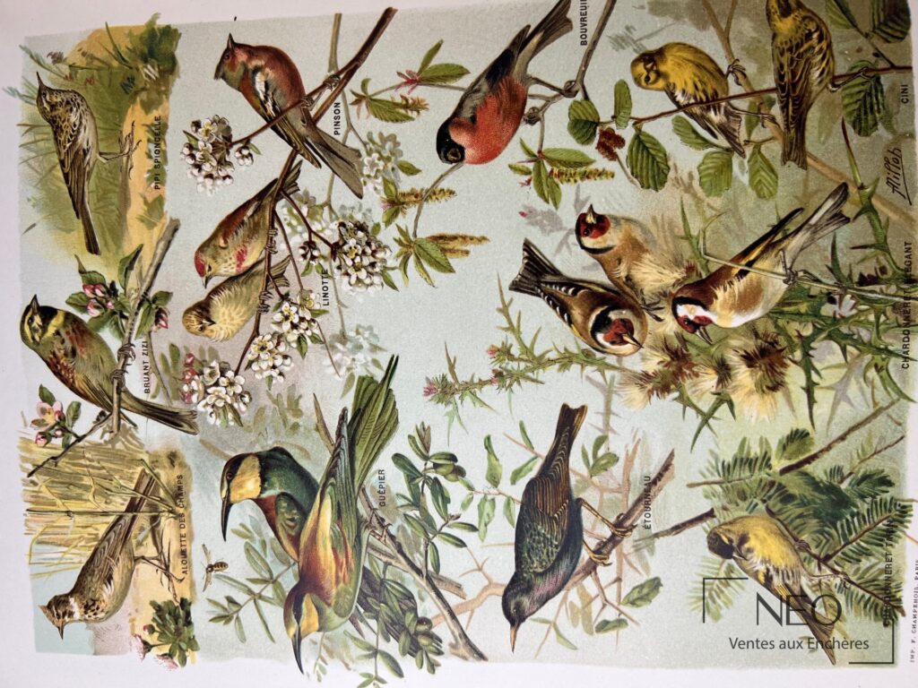 Double page illustrée d'oiseaux avec légendes
