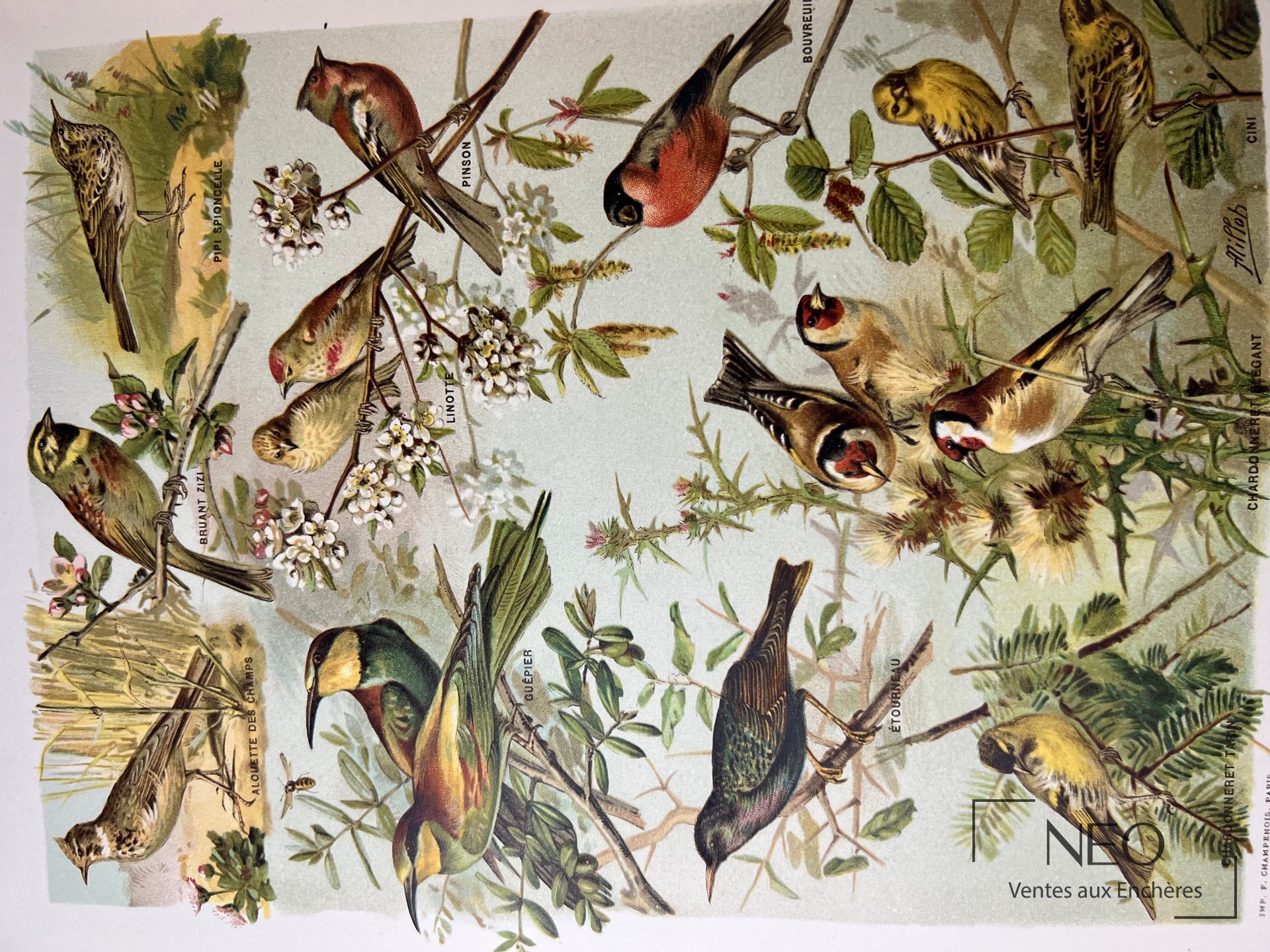 Double page illustrée d'oiseaux avec légendes