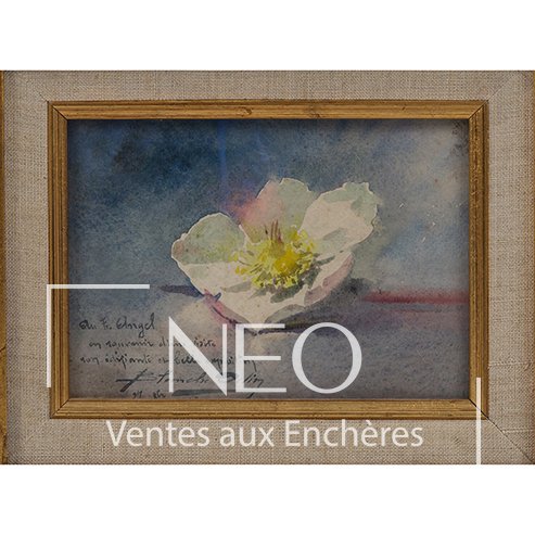 Aquarelle de Blanche Odin représentant une anémone blanche sous verre