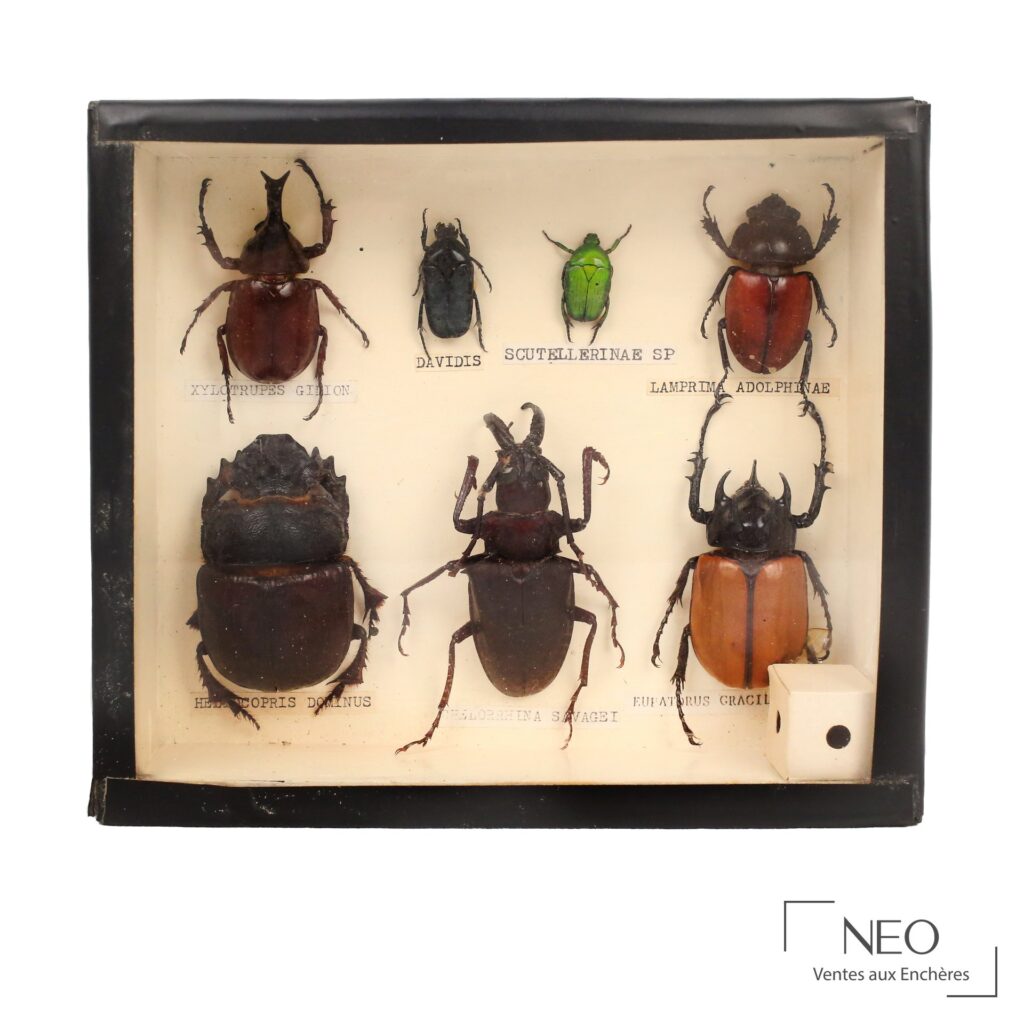 Boîte entomologique noire présentant sept coléoptères épinglés sur fond clair