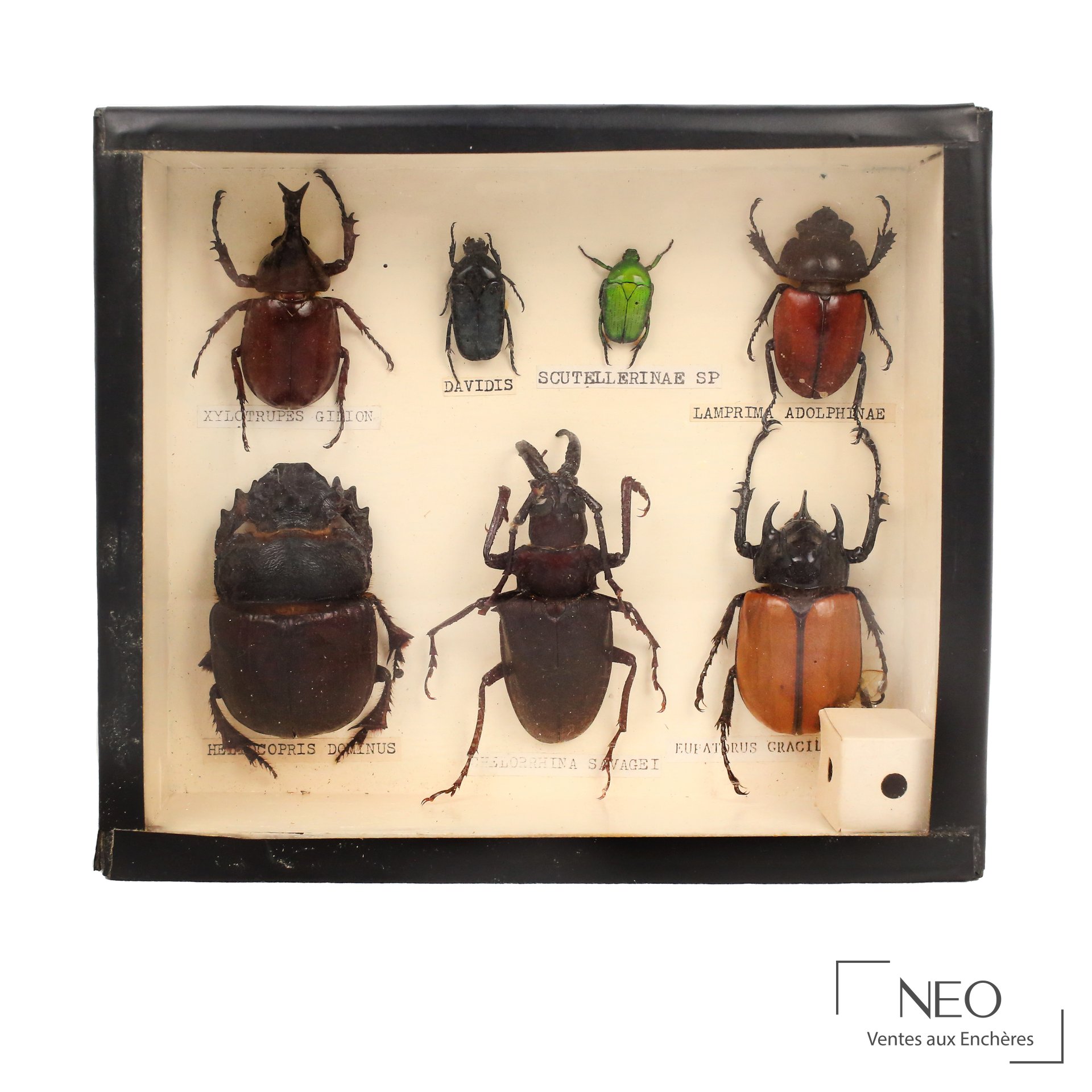 Boîte entomologique noire présentant sept coléoptères épinglés sur fond clair