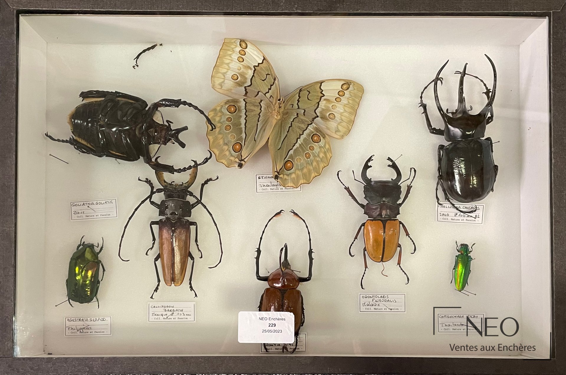 Boîte entomologique présentant plusieurs insectes épinglés sur fond clair