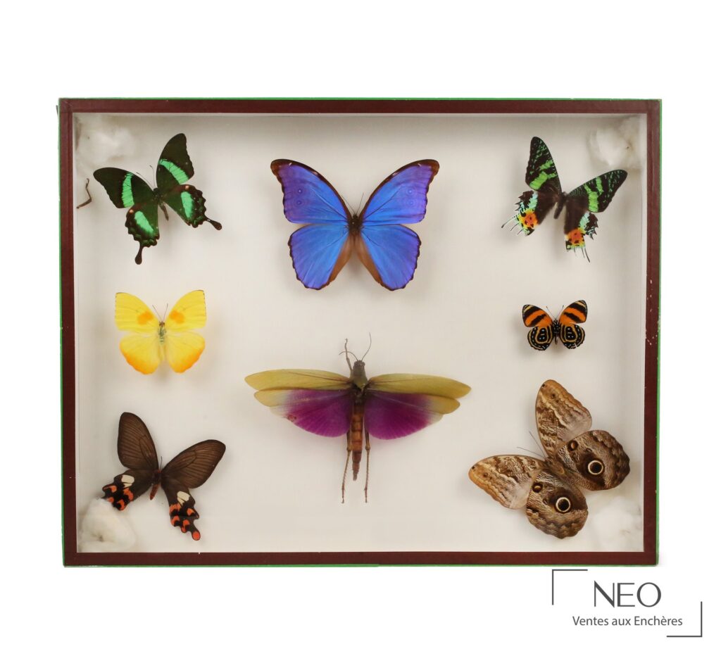 Boîte entomologique vitrée présentant sept papillons et un orthoptère sur fond clair