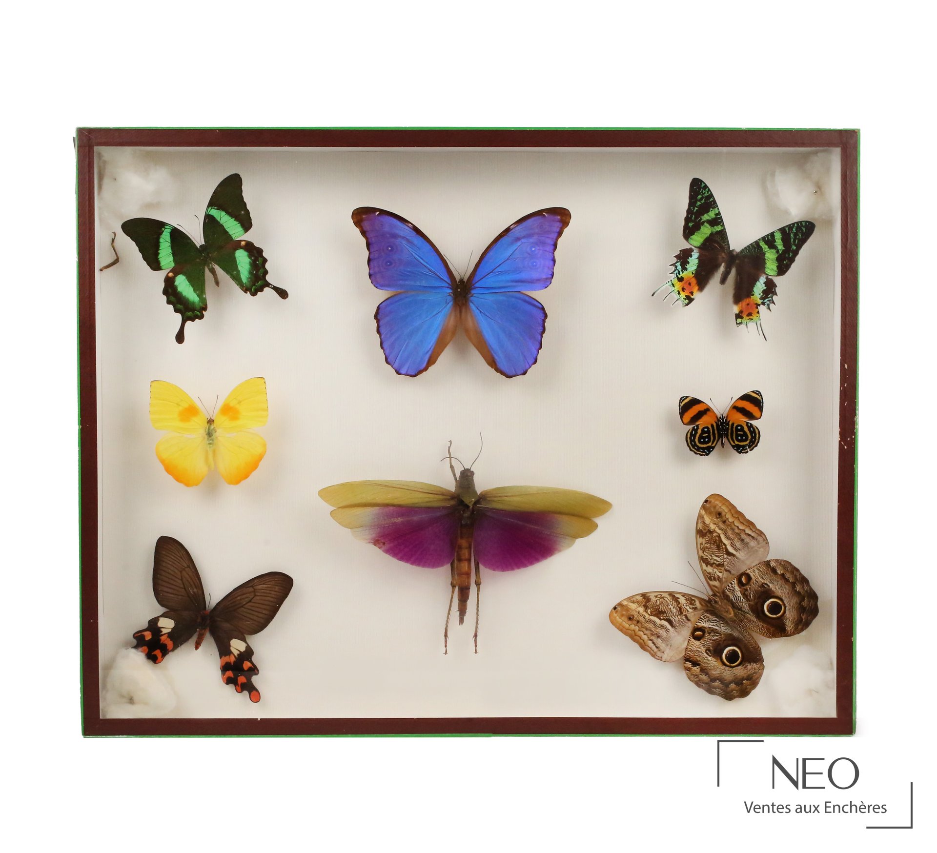 Boîte entomologique vitrée présentant sept papillons et un orthoptère sur fond clair