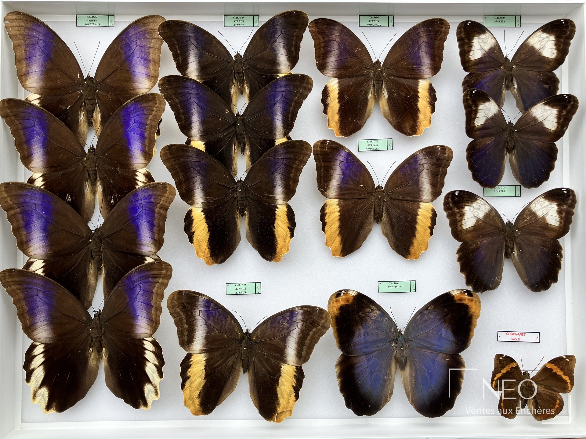 Vue d’ensemble d’une boîte d’entomologie garnie de grands papillons Brassolidae montés