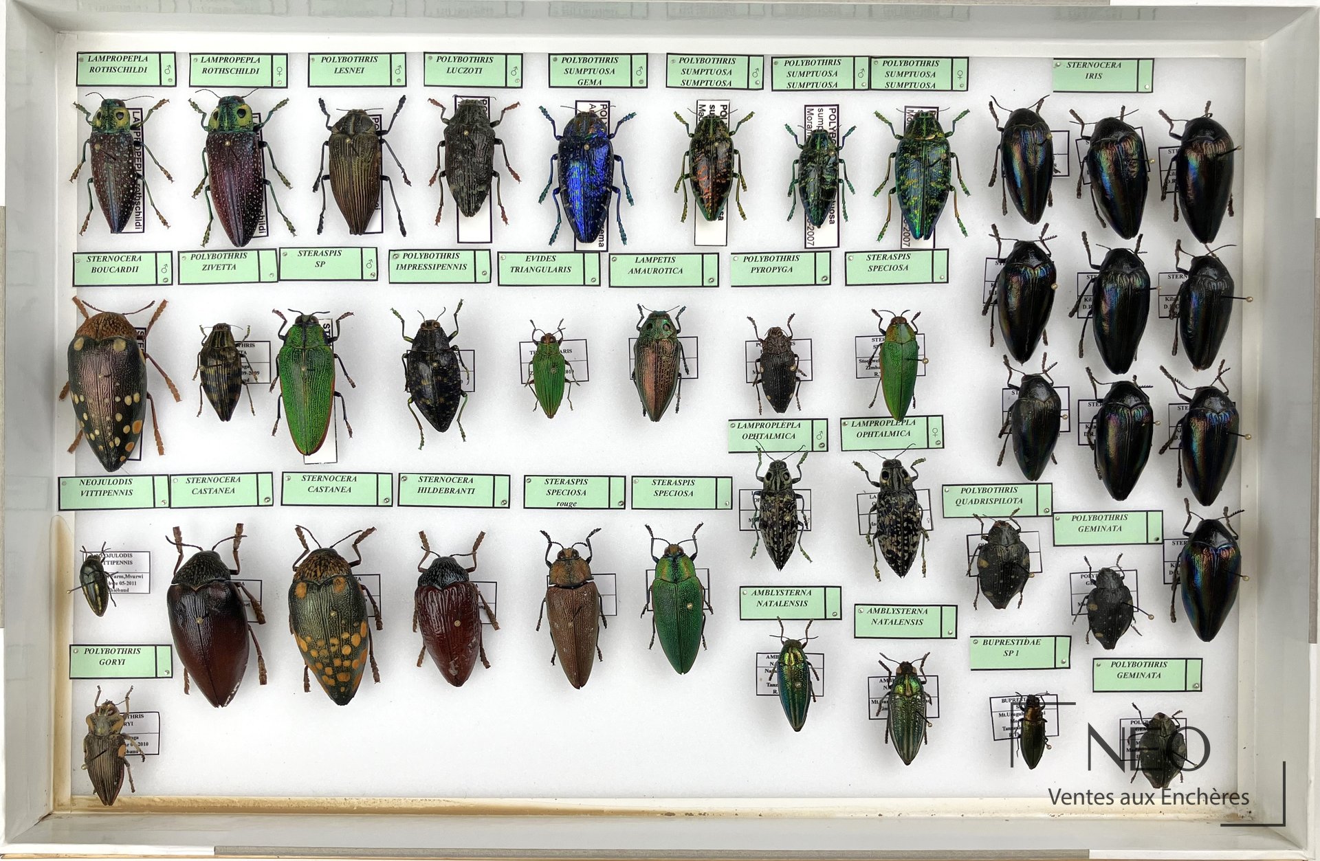 Boîte entomologique de buprestidés avec spécimens étiquetés et rangés en plusieurs lignes