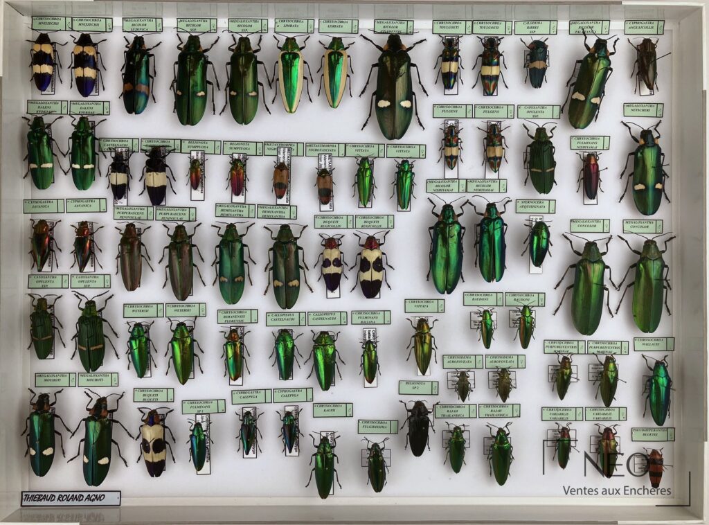 Boîte entomologique présentant une série de Buprestidae asiatiques montés sur fond blanc