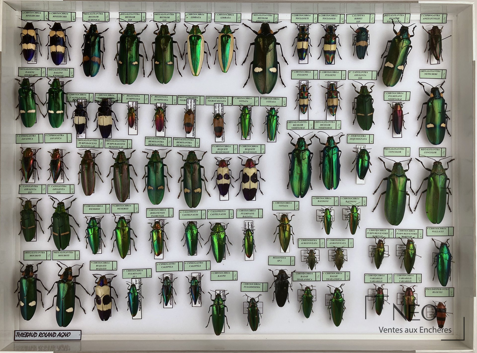 Boîte entomologique présentant une série de Buprestidae asiatiques montés sur fond blanc