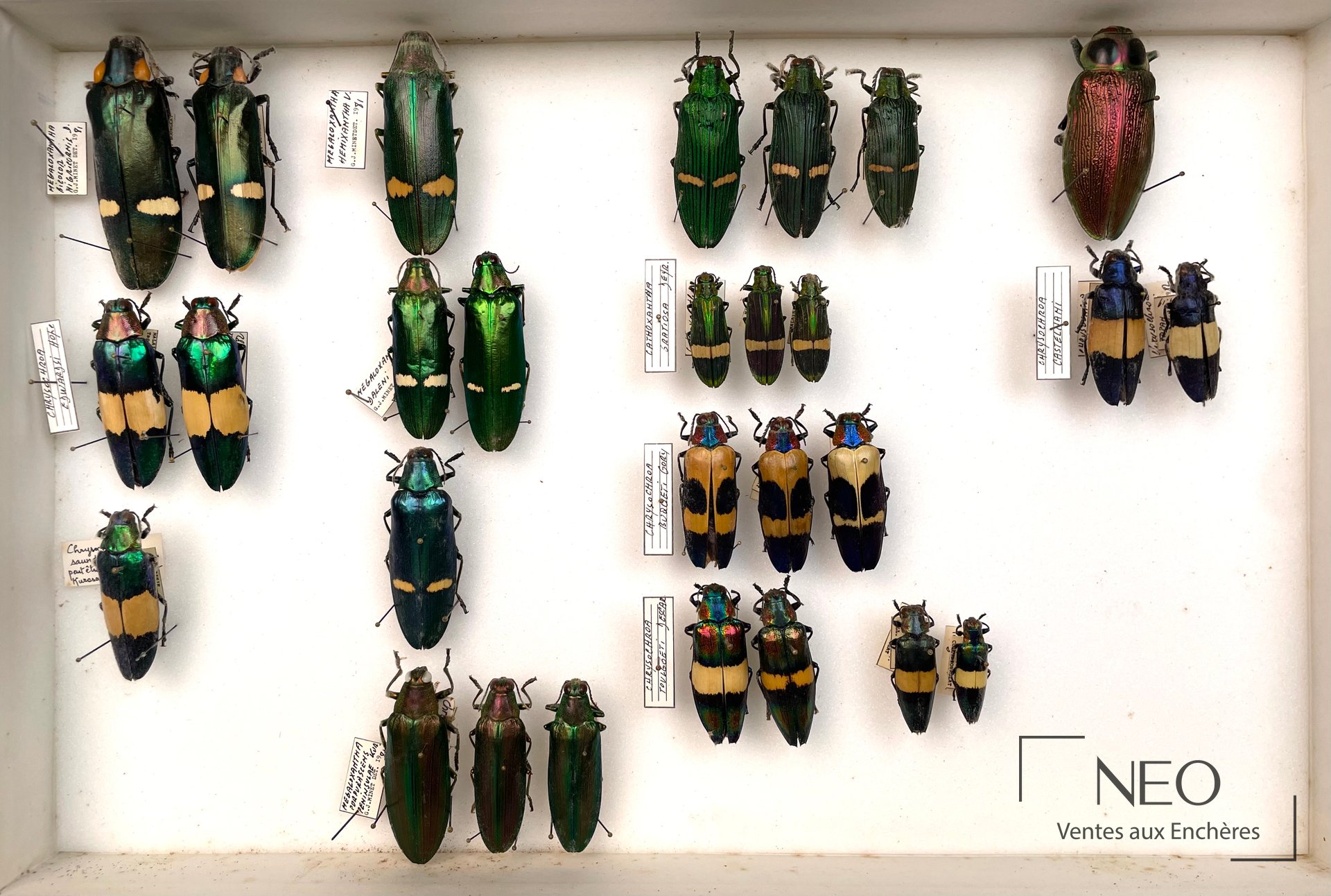 Boîte entomologique présentant plusieurs Buprestidae aux reflets métalliques