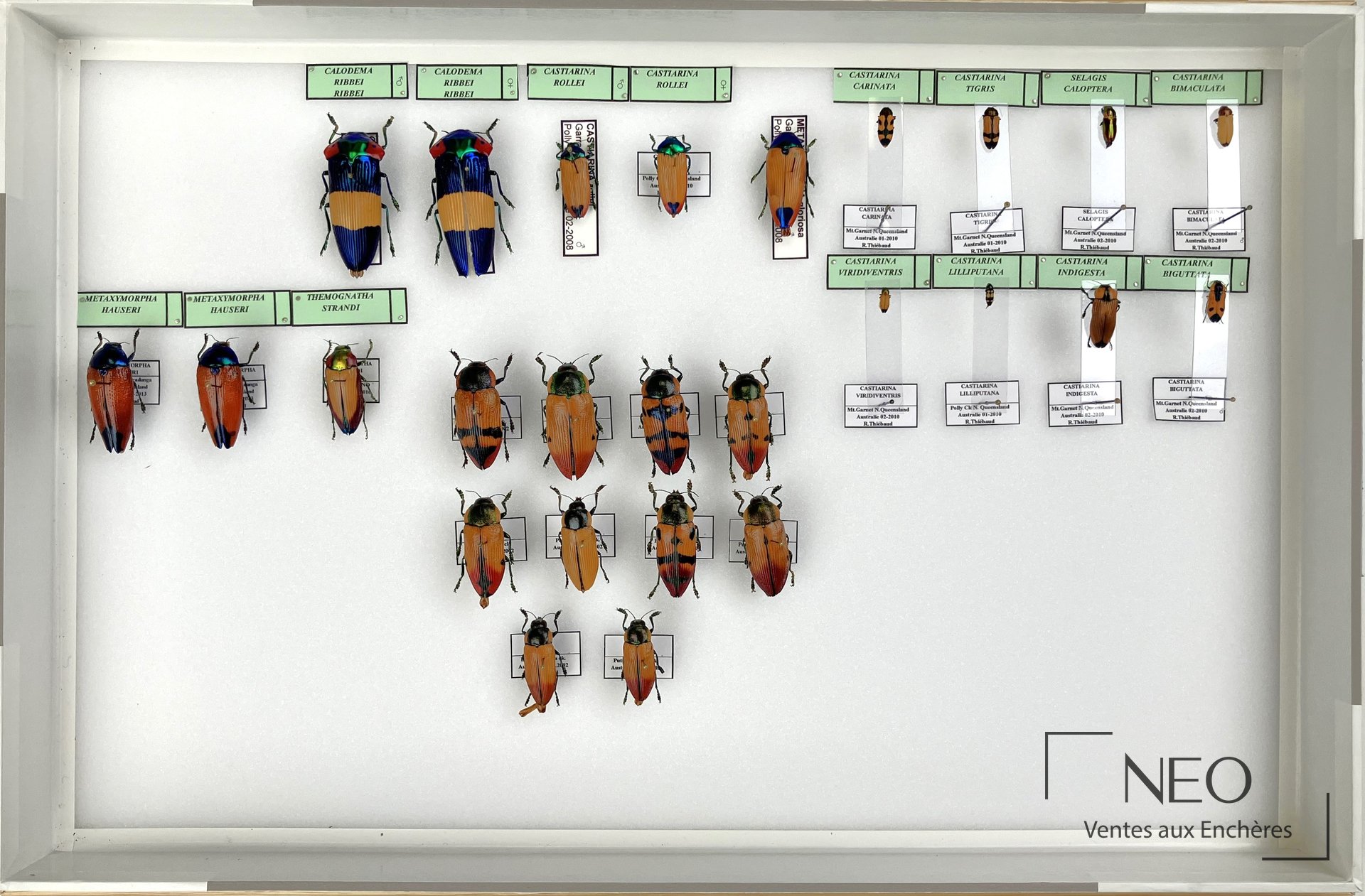 Boîte entomologique présentant plusieurs Buprestidae épinglés et étiquetés sur fond blanc.
