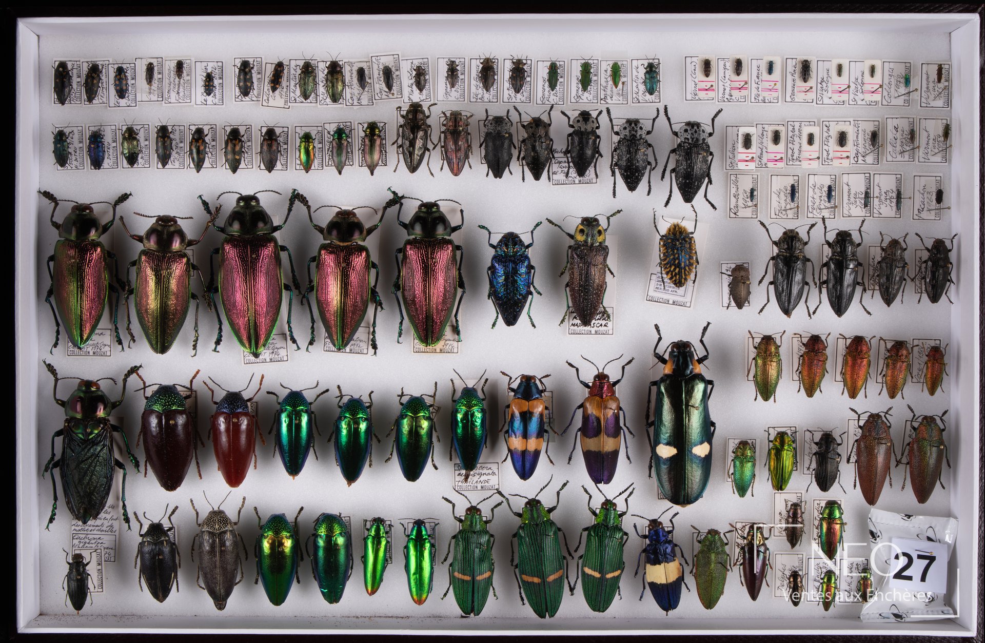 Boîte entomologique présentant de nombreux Buprestidae exotiques disposés sur fond clair