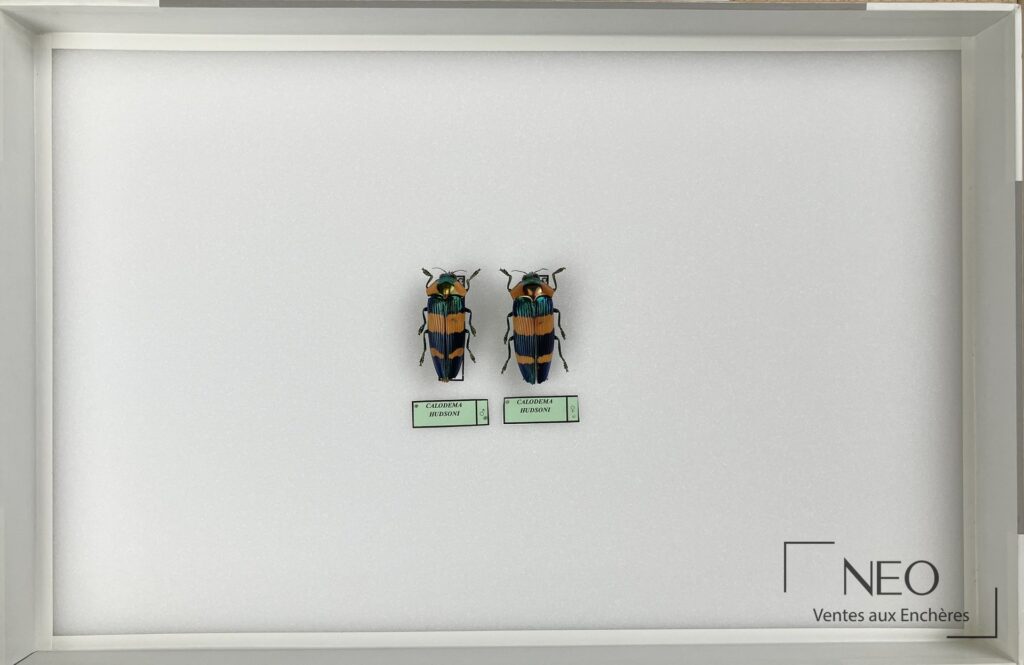 Boîte d'entomologie présentant deux coléoptères Calodema hudsoni sur fond blanc