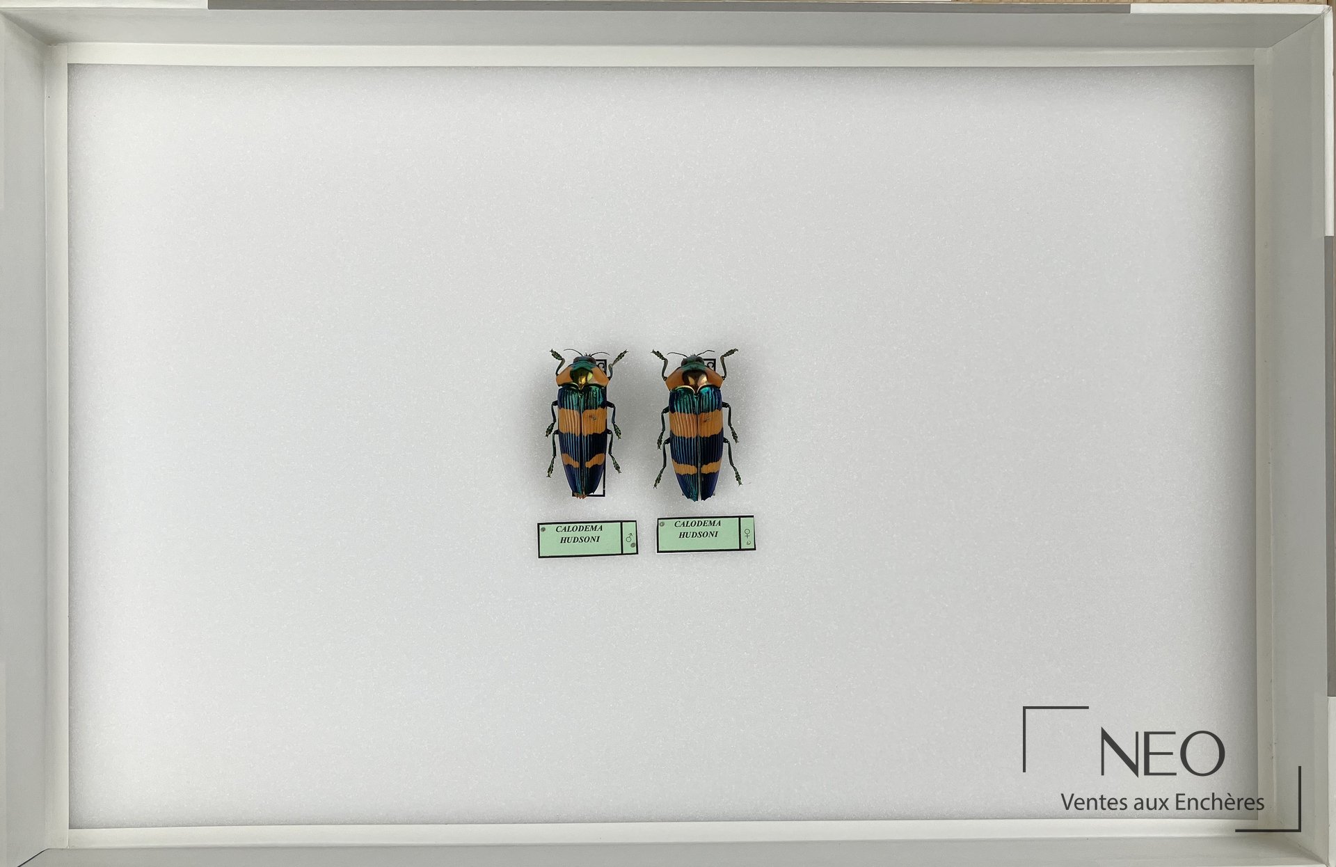 Boîte d'entomologie présentant deux coléoptères Calodema hudsoni sur fond blanc