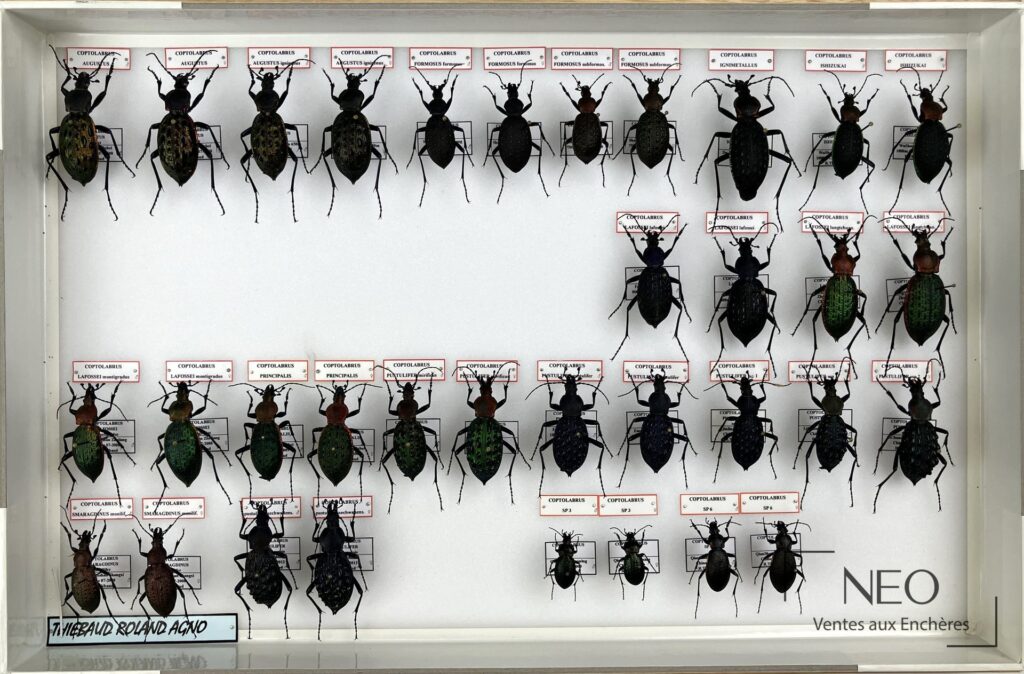 Boîte d’entomologie présentant plusieurs Carabidae épinglés et étiquetés