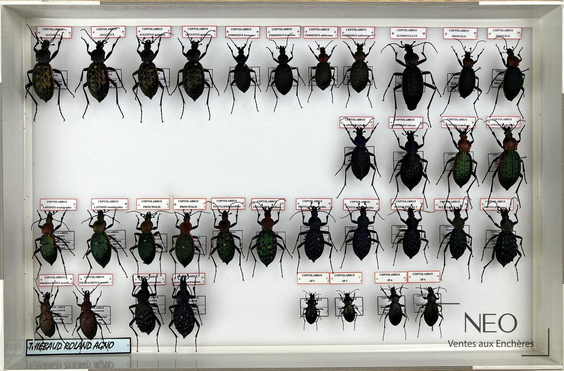 Boîte d’entomologie présentant plusieurs Carabidae épinglés et étiquetés