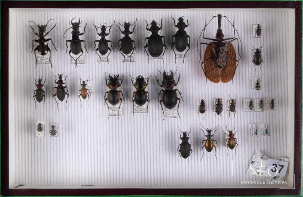 Boîte encadrée de Carabidae