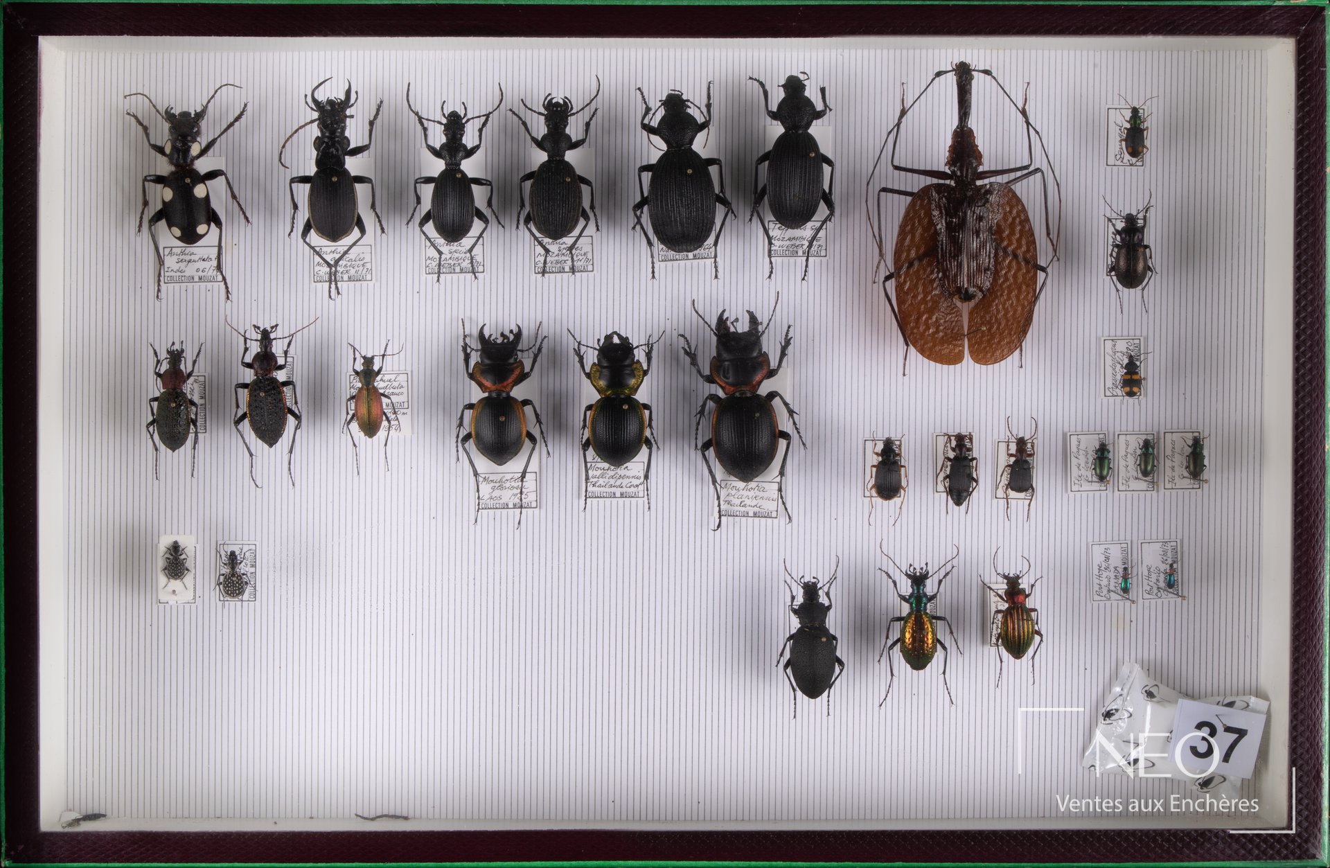 Deux boîtes de Carabidae exotiques et paléarctiques