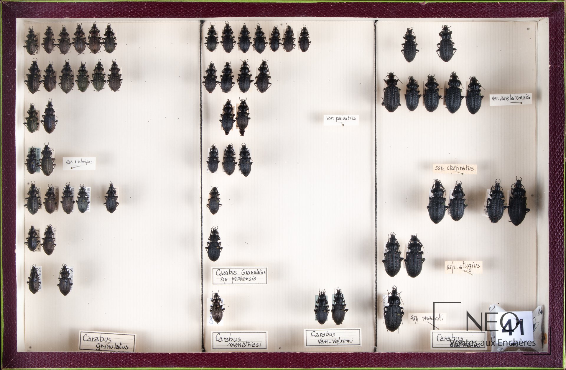 Carabidae paléarctiques, quatre boîtes entomologiques