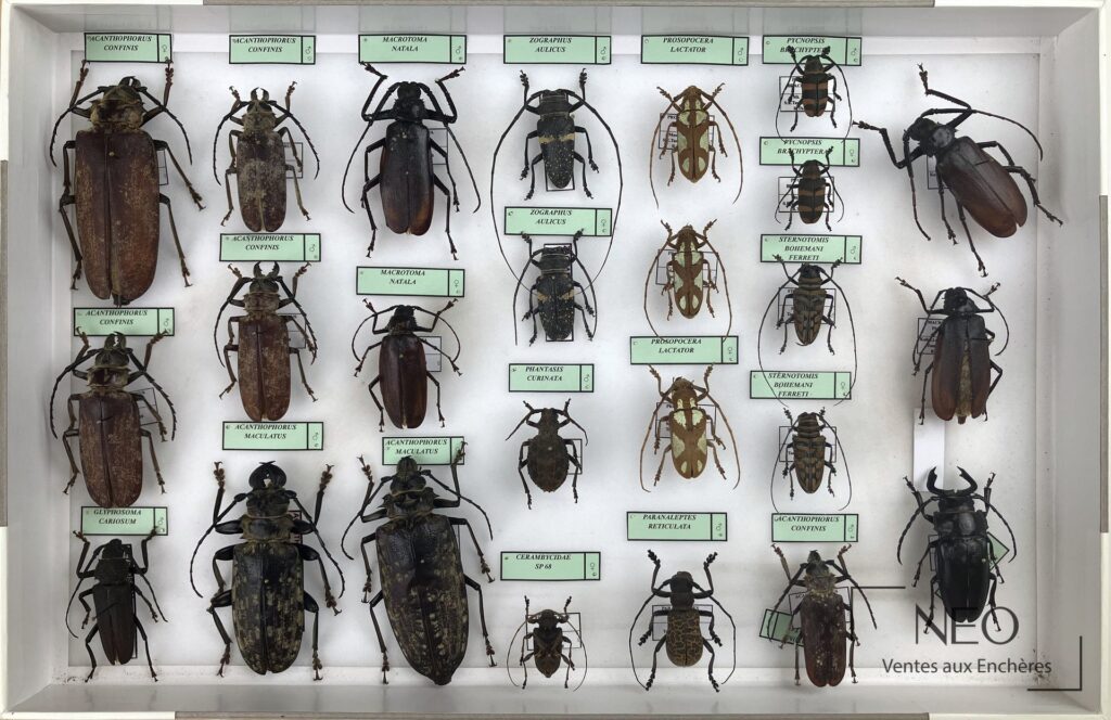 Deux boîtes entomologiques présentant plusieurs longicornes africains étiquetés.