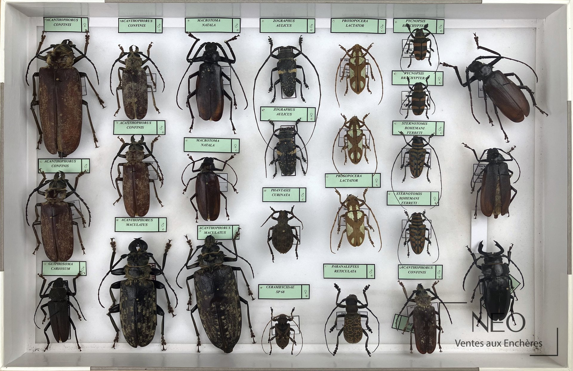 Deux boîtes entomologiques présentant plusieurs longicornes africains étiquetés.