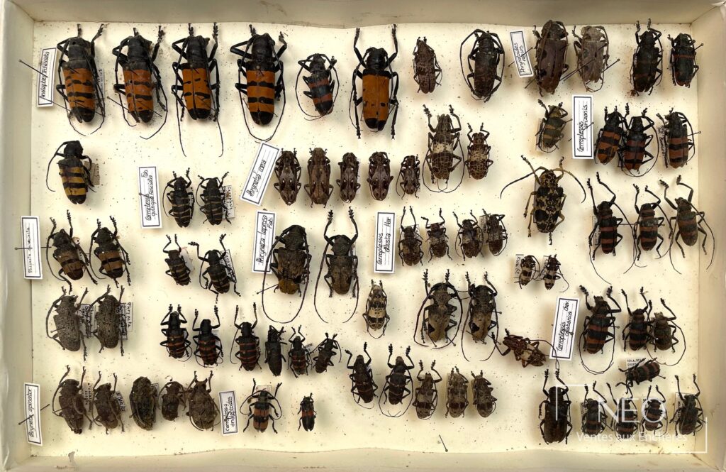 Boîte d'insectes naturalisés avec de nombreux Cerambycidae africains épinglés sur fond clair