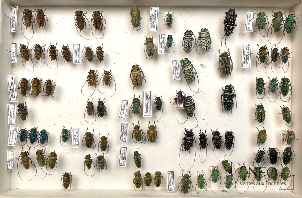 Ensemble de coléoptères africains épinglés dans une boîte claire