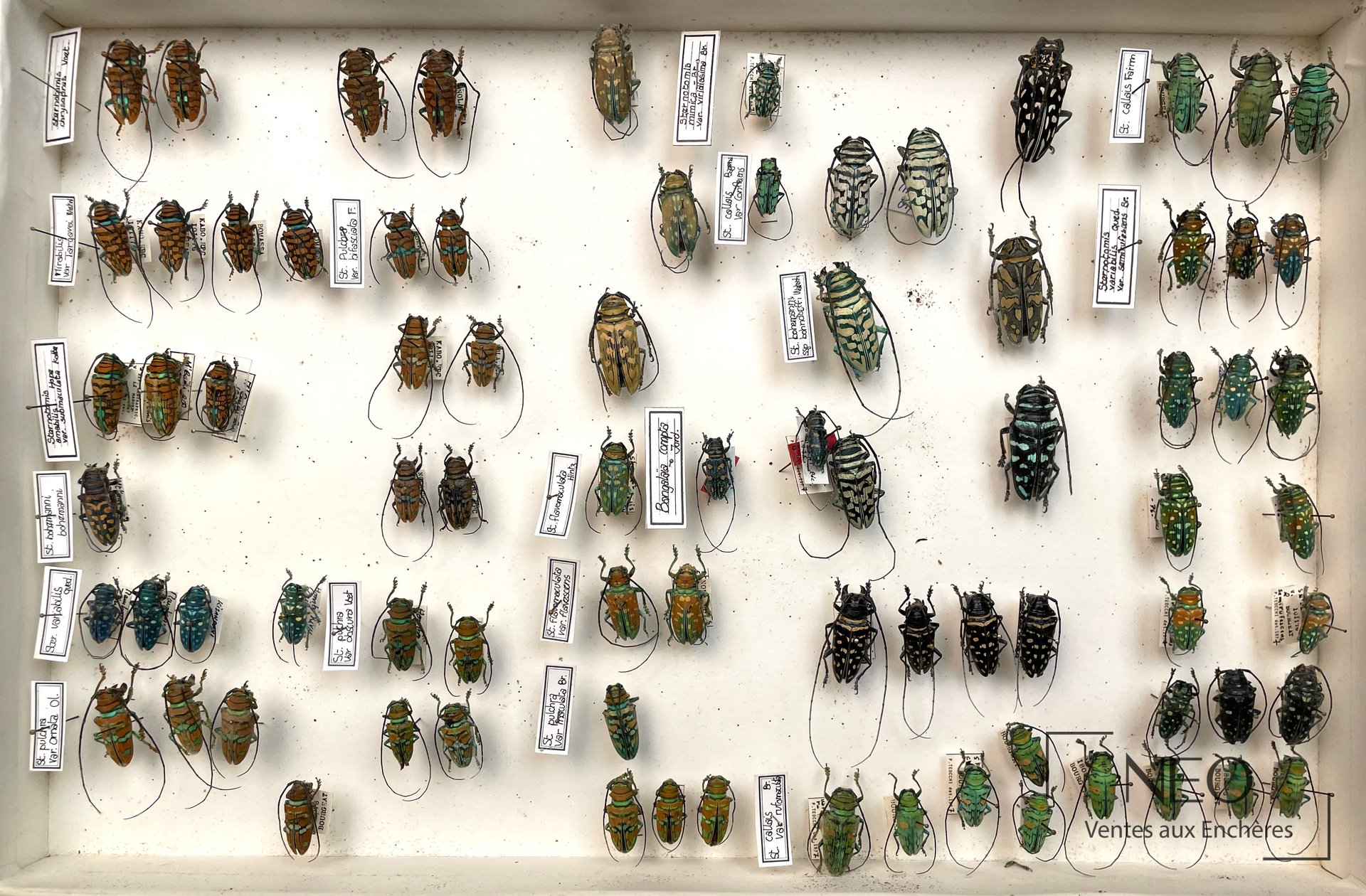 Ensemble de coléoptères africains épinglés dans une boîte claire