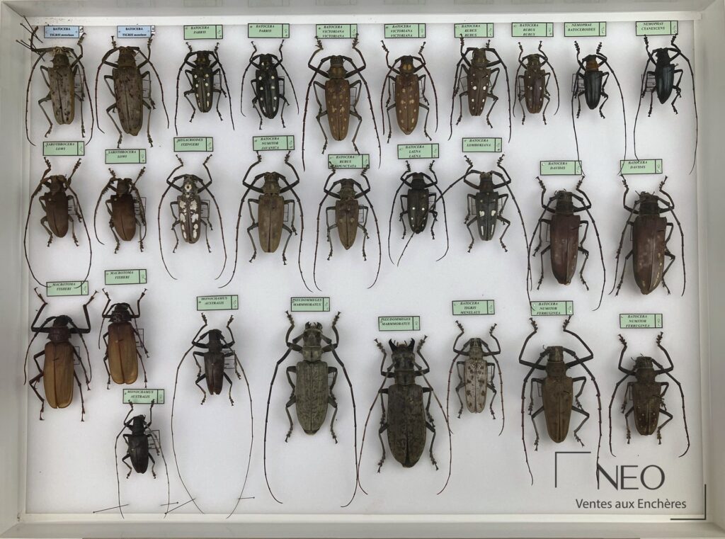 Vue d’ensemble d’une boîte de Cerambycidae asiatiques avec plusieurs spécimens épinglés et étiquetés