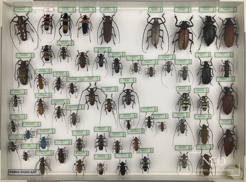 Boîte entomologique présentant plusieurs Cerambycidae asiatiques sous verre