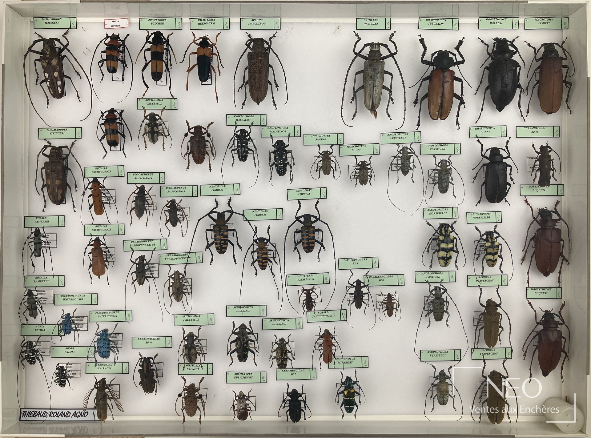 Boîte entomologique présentant plusieurs Cerambycidae asiatiques sous verre