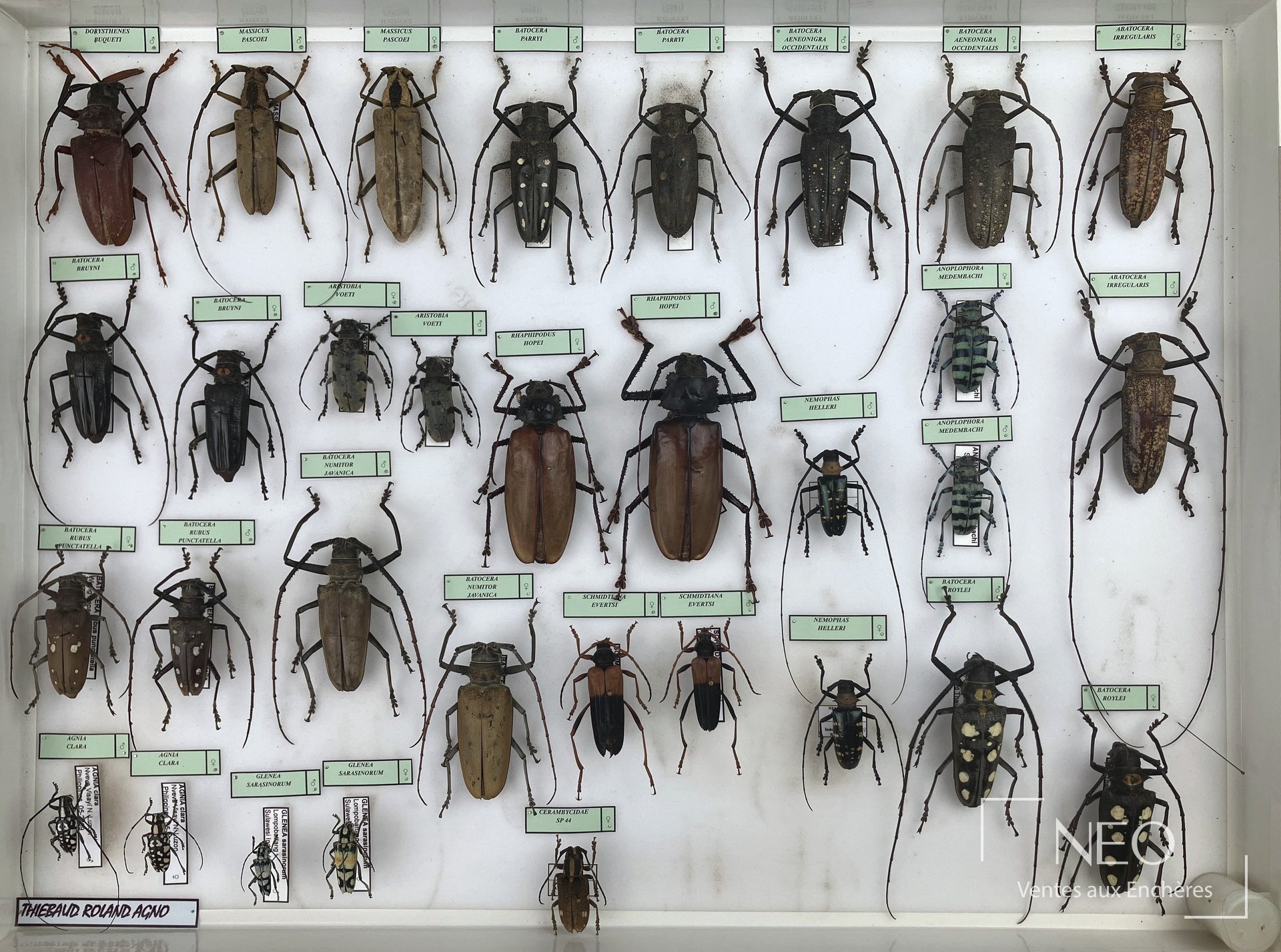 Boîte entomologique de Cerambycidae asiatiques avec plusieurs coléoptères épinglés et étiquetés